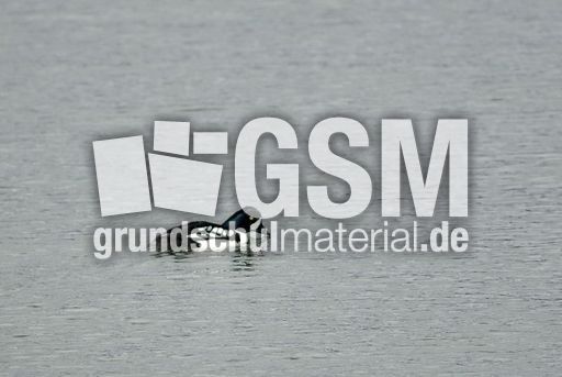 Spatelente (3 von 3).jpg